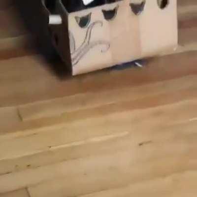 Arrgh, tis a Pirate's life for me!