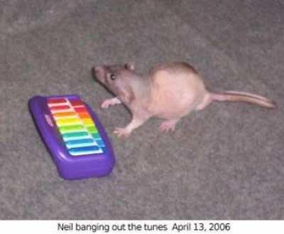 In honor of Neil banging out the tunes, and an accursed webcomic being released.