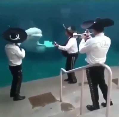 Beluga whale enjoys music