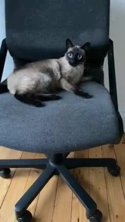 Puberty cat has giant claws