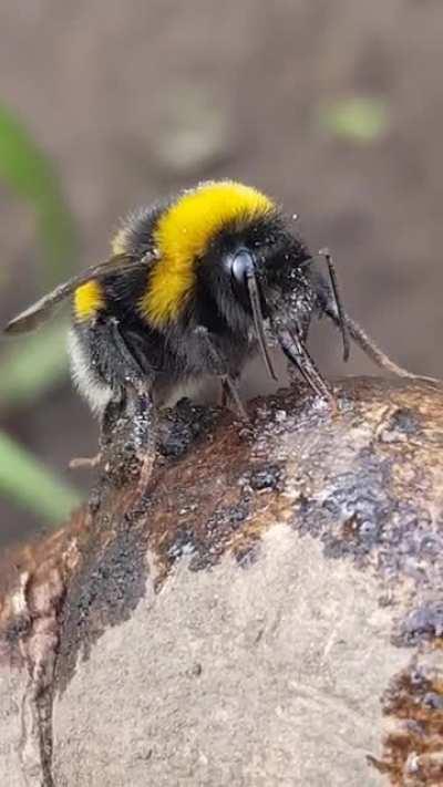 Saw my first Bee toungue today too! She's licking up some evaporated sugar water. Soooo cute.