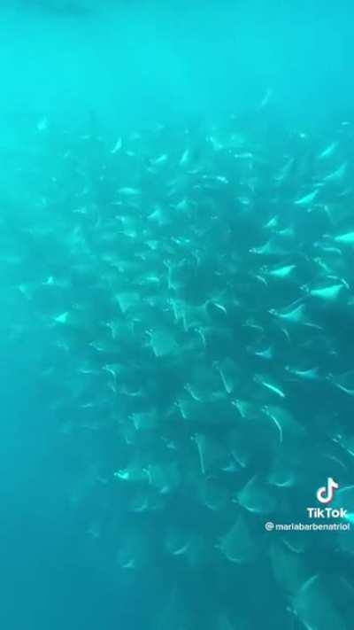 Yeah it’s beautiful, but also so immense it’s horrifying. (The video says: “Let’s see what the sea will gift us with today.”)