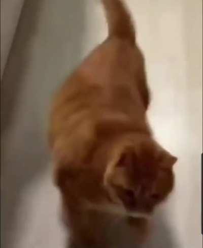 Orange chonker is so confident and ready to attack! 3-2-1 attack!