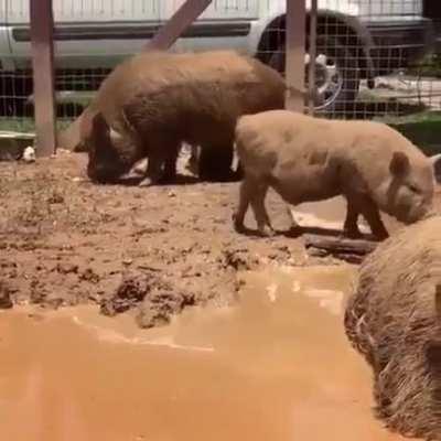 Big boy enjoying a mud bath