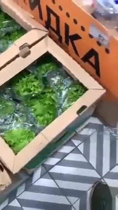 Warehouse worker reveals rats inside of food packages