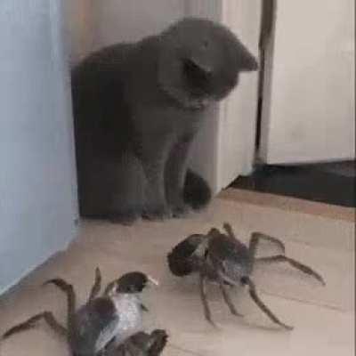 2 GaNG MeMbErS CoRneR rIvEl GaNg LeAdER