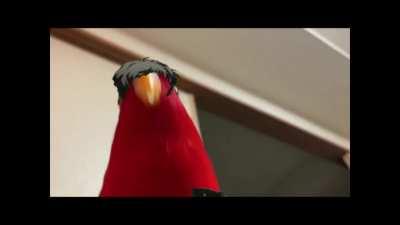 Repost (edited) of u/MrBlueFlame_ 's adachi meme, with a new ending...