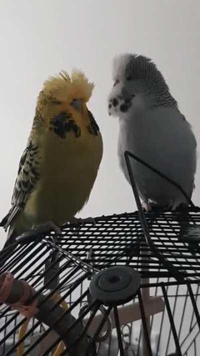 feather-raising story 😮