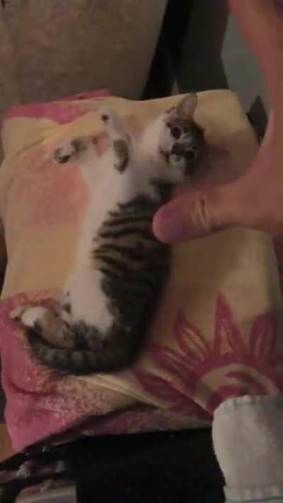 Illegally smol, super chill