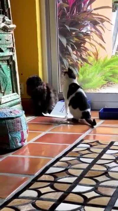 A void being a void ^(=O.O=)^