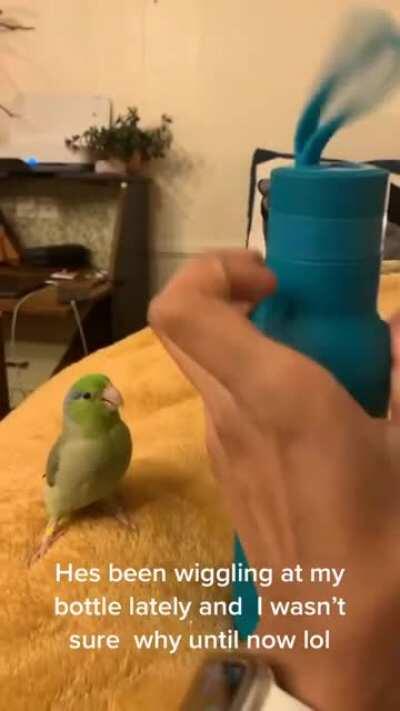 Cute birb