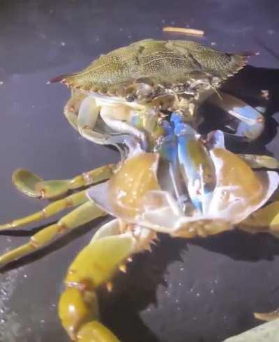 Crab taking off its head