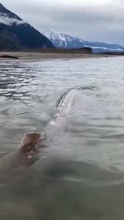 🔥Giant Sturgeon fish in Canada