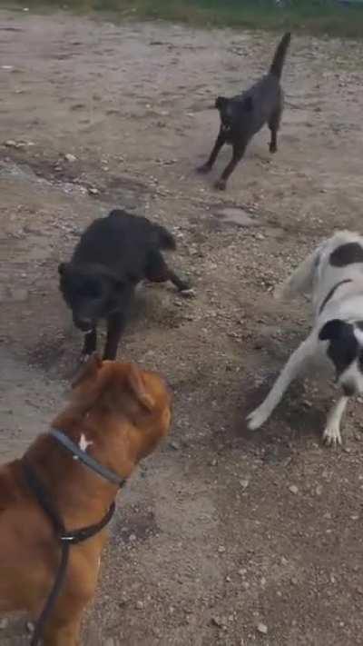 when your kind speaks for itself...