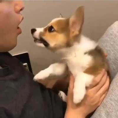 FeRaL wOLf pUp tRiEs tO mAuL oWnEr, aLmOsT BiTeS fAcE oFf