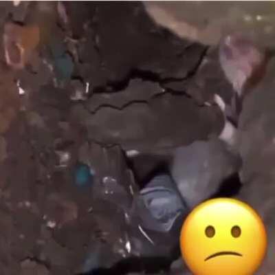 WCGW Filming the fucking rat