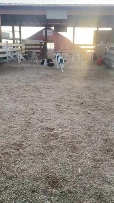 Happy happy baby cow zoomies