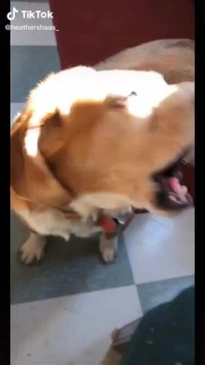 Forgetting how to bark