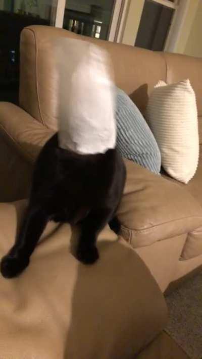 My favorite little dumbass