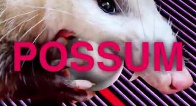 yo the new tame opossum just dropped