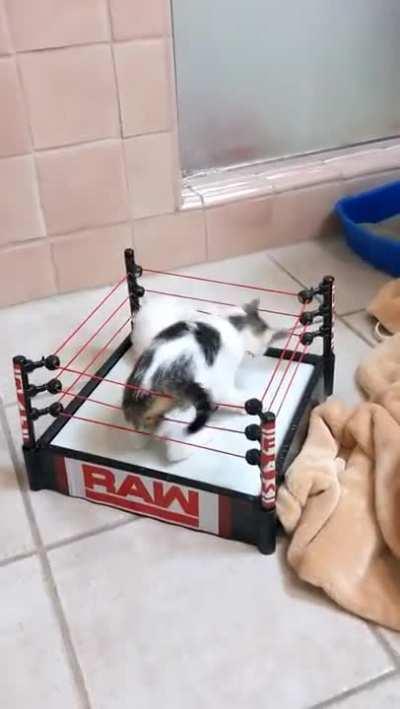 Have you seen the return of WWE yet?