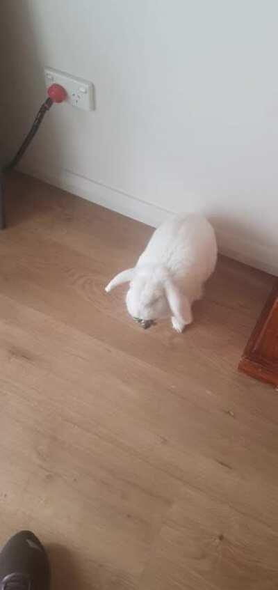 Why do rabbits like keys so much? 😅