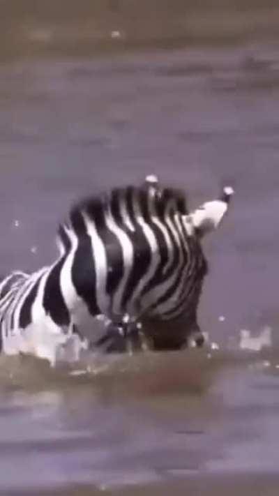 When the Prey Fights Back!