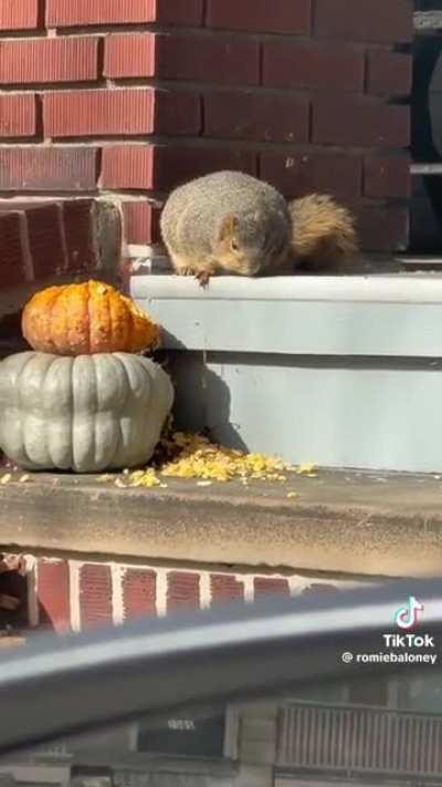 Squirrel Chonker
