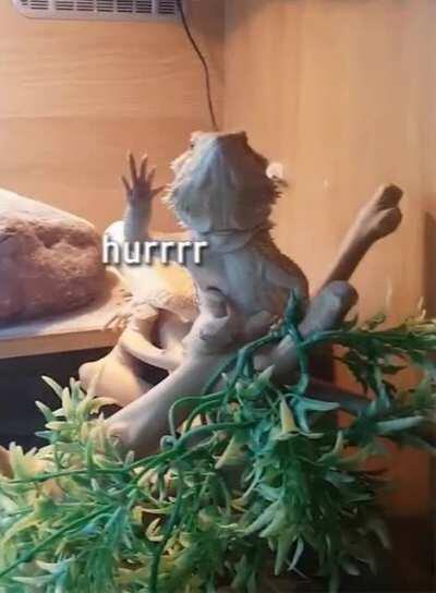 Wtf is my human trying to do now?