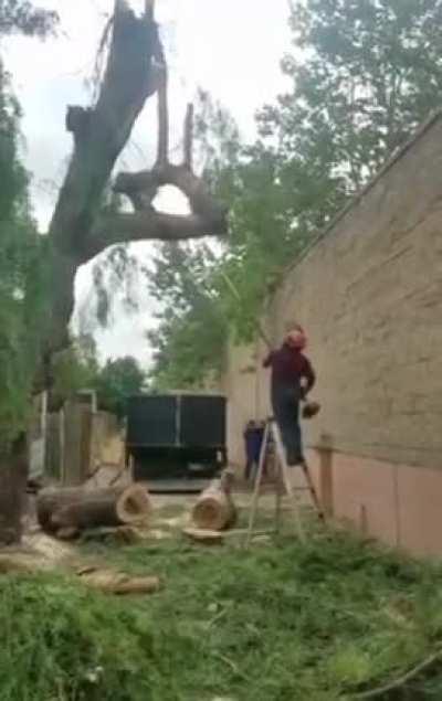 HMFT after i cut down this branch