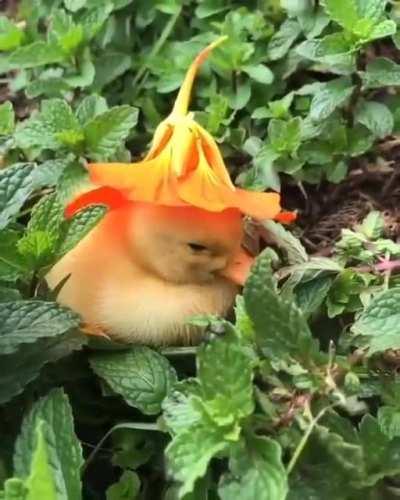 Isso... isso é magnífico