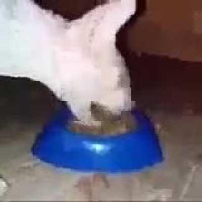 Beauty eludes your porous mind  