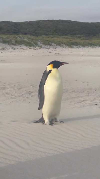 Unusual encounter on a beach in Australia with an emperor penguin that is endemic to Antarctica