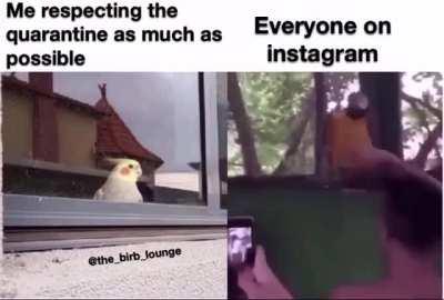 Quarantinebirb