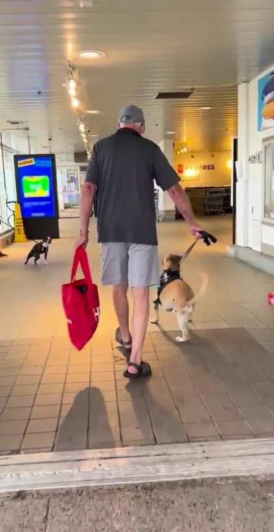 Fake service dogs everywhere