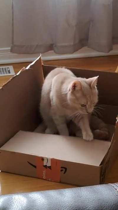 Brain cell stuck on repeat