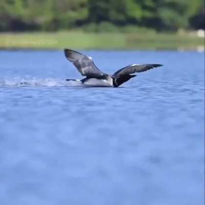 I am DUCK. Please look at me landing