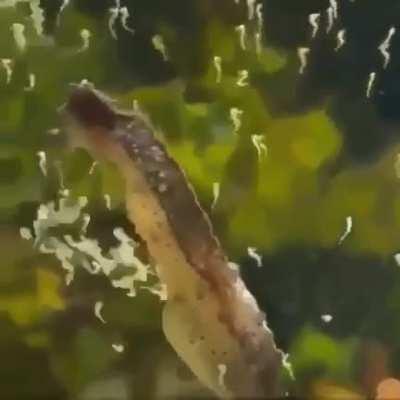 Thanks I hate male seahorses shooting out babies