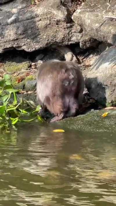 This monk eating fruit