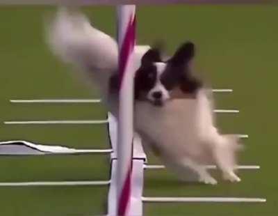 Husky i don't want stress