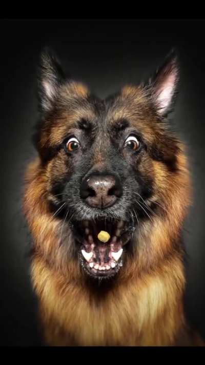 German photographer Christian Vieler captures the hilarious moments when dogs try to catch treats mid-air.