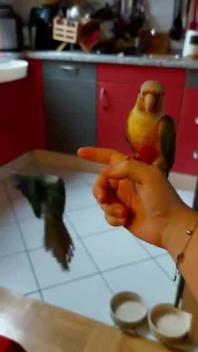 Omg this has to be the most ungraceful thing Saphir has ever done xD I'm crying 🤣🤣