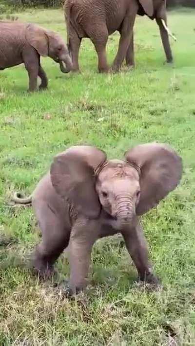 An Adorable baby Elephant!