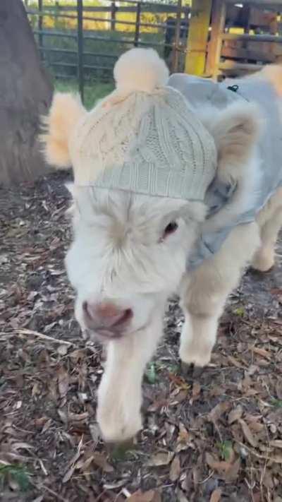 Very cute in his outfit!