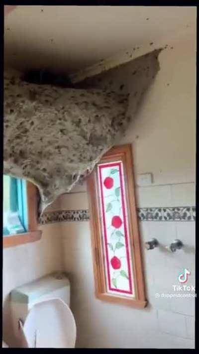 Unit of a wasp nest.