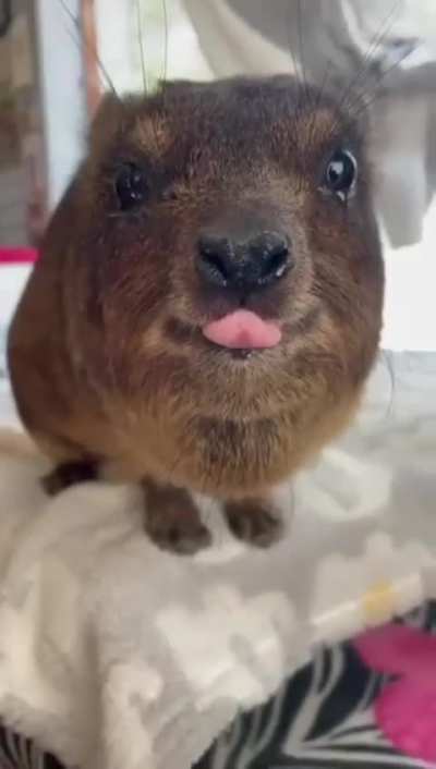 Why do you think they stick out their tongues?