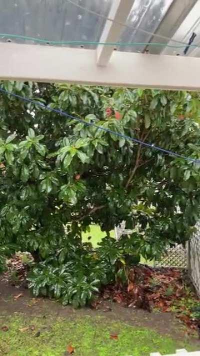Sheets of Winter Rain in New Zealand