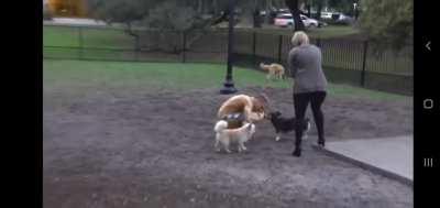 Dude covers him self in peanut butter and walks into dog park