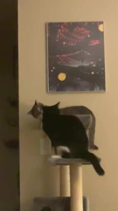 Epic king of the condo battle