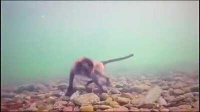 FISHY MONKE LOOKING FOR SEA BANANA
